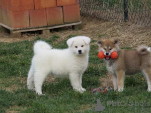 Photos supplémentaires: Akita japonais, chiots