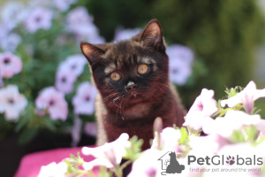 Photo №2 de l'annonce № 116742 de la vente british shorthair - acheter à USA annonce privée