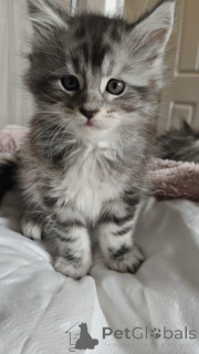 Photo №2 de l'annonce № 145312 de la vente maine coon - acheter à Allemagne annonce privée