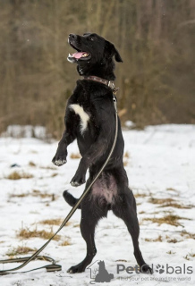 Photo №4. Je vais vendre chien bâtard en ville de Москва. annonce privée - prix - Gratuit