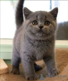 Photo №2 de l'annonce № 98358 de la vente british shorthair - acheter à Georgia 