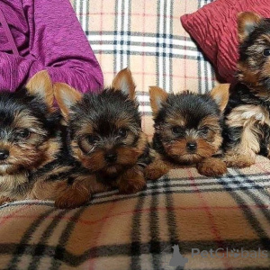 Photo №1. yorkshire terrier - à vendre en ville de Hambourg | négocié | Annonce №154048