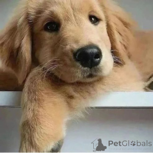 Photo №1. chien bâtard - à vendre en ville de Alsdorf | 380€ | Annonce №166163