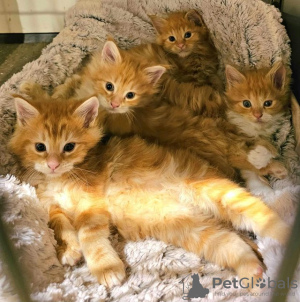 Photo №1. maine coon - à vendre en ville de Texas City | négocié | Annonce № 126403