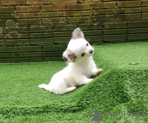 Photo №2 de l'annonce № 132046 de la vente chihuahua - acheter à Serbie éleveur