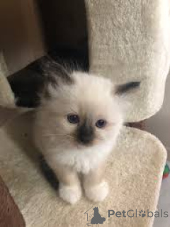 Photo №4. Je vais vendre sacré de birmanie en ville de Tampere. annonce privée, éleveur - prix - 580€