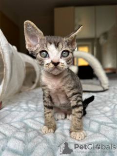 Photo №2 de l'annonce № 119943 de la vente devon rex - acheter à Allemagne annonce privée, éleveur