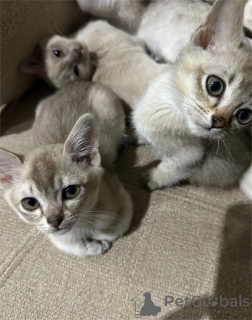 Photo №1. burmilla à poil ras - à vendre en ville de Alain | 350€ | Annonce № 151629