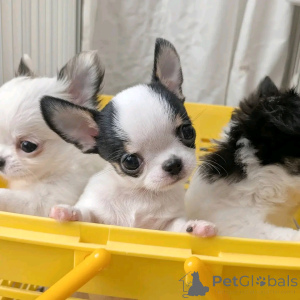 Photo №1. chihuahua - à vendre en ville de Barcelone | négocié | Annonce №160551