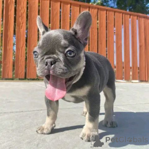 Photo №2 de l'annonce № 138244 de la vente berger de beauce, bouledogue - acheter à USA éleveur