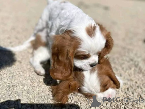 Photo №1. cavalier king charles spaniel - à vendre en ville de Münstermaafeld | 580€ | Annonce №175102