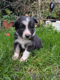 Photo №1. border collie - à vendre en ville de RASTATT | 580€ | Annonce №175703
