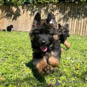 Photo №3. Deutsche Schäferhundwelpen zu verkaufen. L'Autriche