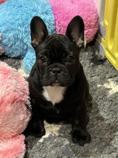 Photo №1. bouledogue - à vendre en ville de Lille | Gratuit | Annonce №167227