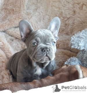 Photo №4. Je vais vendre bouledogue en ville de Munich. annonce privée, éleveur - prix - 400€