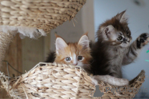 Photo №3. Chatons Maine Coon avec pedigree pour adoption. Allemagne