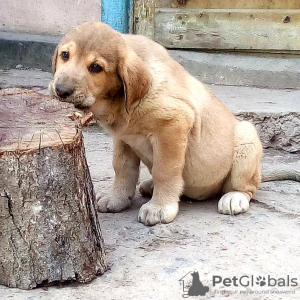 Photos supplémentaires: Beaux chiots Mastiff espagnol