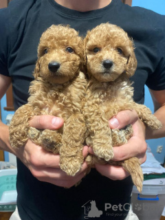 Photo №3. Adorables chiots caniche brun. Serbie