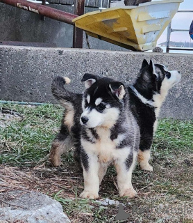 Photo №2 de l'annonce № 159858 de la vente  - acheter à Lituanie annonce privée