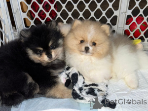 Photo №2 de l'annonce № 161682 de la vente  - acheter à Canada 