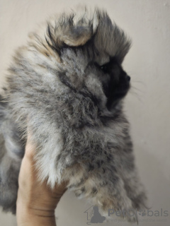 Photos supplémentaires: Chiot mâle Spitz de Poméranie