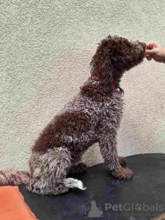 Photos supplémentaires: Chiots Lagotto Romagnolo