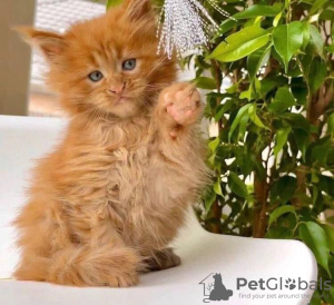 Photo №1. maine coon - à vendre en ville de Barcelone | 350€ | Annonce № 126528