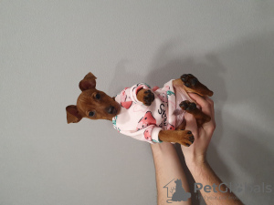 Photo №2 de l'annonce № 30234 de la vente pinscher nain - acheter à Biélorussie annonce privée