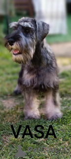 Photo №2 de l'annonce № 106718 de la vente schnauzer miniature - acheter à Serbie éleveur