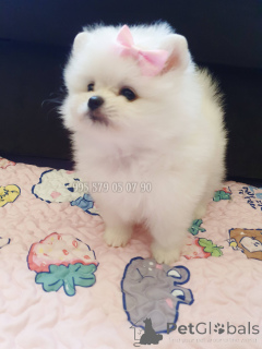 Photo №4. Je vais vendre spitz nain en ville de Tbilissi. annonce privée, de la fourrière, éleveur - prix - négocié