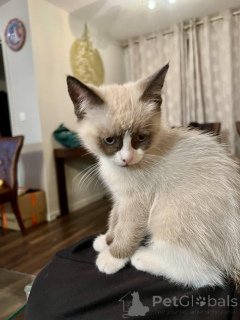 Photo №1. ragdoll - à vendre en ville de Rosenheim | Gratuit | Annonce № 135469