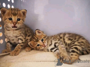 Photo №3. Chatons mignons de la savaneBusiness Whatsapp 2295825241. Allemagne