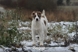 Photos supplémentaires: Chiots de haute race du berger d'Asie centrale