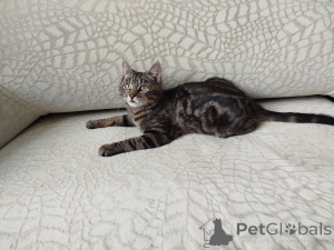 Photo №3. Imel, beau et sociable. Biélorussie