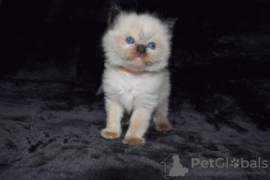 Photo №3. De jolis chatons Ragdoll disponibles pour les foyers aimants. Pologne