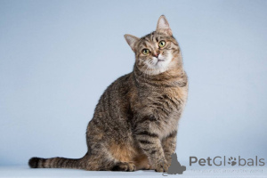 Photo №2 de l'annonce № 151250 de la vente  - acheter à Fédération de Russie annonce privée