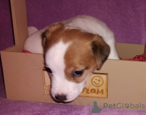 Photo №1. jack russell terrier - à vendre en ville de Москва | 647€ | Annonce №129660