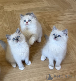 Photo №1. ragdoll - à vendre en ville de Charleroi | Gratuit | Annonce № 171862