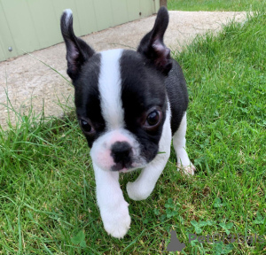 Photo №1. terrier de boston - à vendre en ville de Ciney | 800€ | Annonce №172957