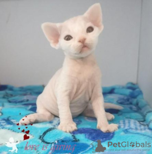 Photo №1. devon rex - à vendre en ville de Munich | 200€ | Annonce № 123673