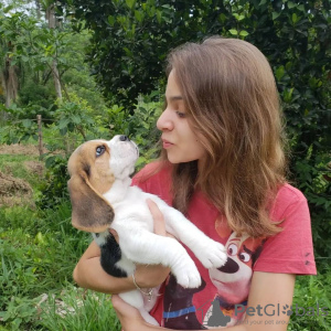 Photo №4. Je vais vendre beagle en ville de Saarbrücken. annonce privée - prix - 331€