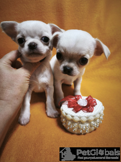 Photo №4. Je vais vendre chien bâtard en ville de Tbilissi. annonce privée, de la fourrière, éleveur - prix - négocié