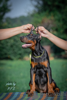 Photos supplémentaires: Chiots Doberman à vendre