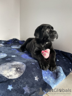 Photo №2 de l'annonce № 132748 de la vente cane corso - acheter à Allemagne annonce privée