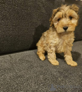 Photo №2 de l'annonce № 166925 de la vente cocker spaniel anglais - acheter à Allemagne annonce privée