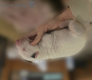 Photo №1. bull terrier - à vendre en ville de Poznan | 1200€ | Annonce №50291