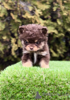 Photo №2 de l'annonce № 138839 de la vente bouledogue - acheter à Serbie 