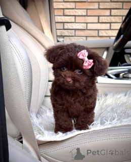 Photo №2 de l'annonce № 154269 de la vente bolonka - acheter à USA éleveur