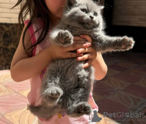 Photo №2 de l'annonce № 118023 de la vente british shorthair - acheter à USA annonce privée