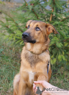 Photo №2 de l'annonce № 25086 de la vente chien bâtard - acheter à Fédération de Russie annonce privée